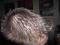 Bild#58(PICT0659.JPG)