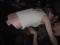 Bild#82(PICT0560.JPG)